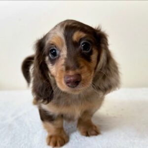 WhatsApp Image 2026-01-17 at 16.44.12 (1)