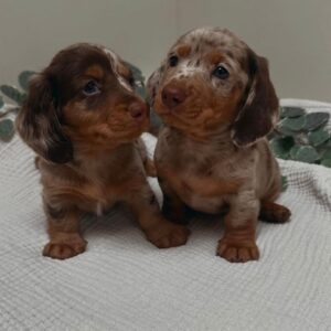 WhatsApp Image 2026-01-17 at 16.44.12 (2)