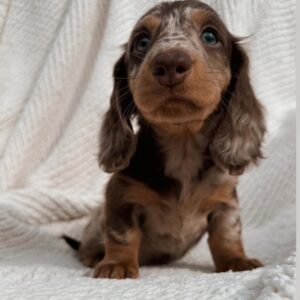 WhatsApp Image 2026-01-17 at 16.44.12