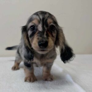 WhatsApp Image 2026-01-17 at 16.44.25