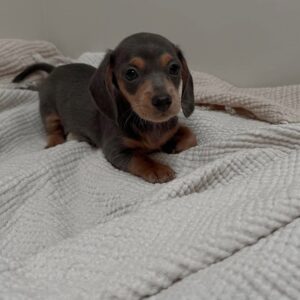 WhatsApp Image 2026-01-17 at 16.44.26 (1)