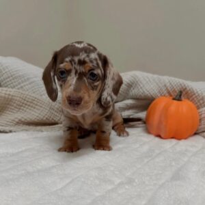 WhatsApp Image 2026-01-17 at 16.44.26