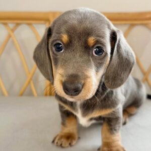 WhatsApp Image 2026-01-20 at 15.16.01